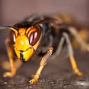 The Asian hornet is indigenous to Southeast Asia and its appearance has been a cause for alarm in other European countries
