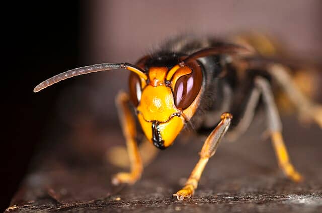 The Asian hornet is indigenous to Southeast Asia and its appearance has been a cause for alarm in other European countries