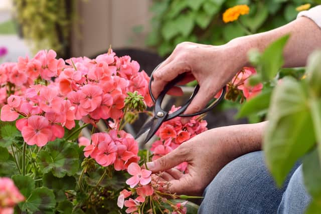 Deadhead thoroughly
