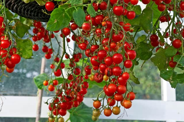 Harvest crops