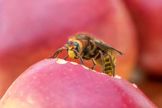 1. European hornet (Vespa crabro)