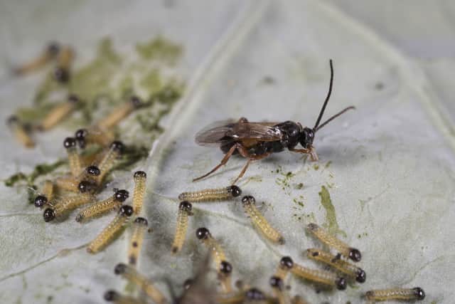 2. Parasitic wasps