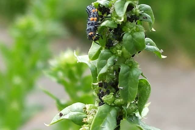 3. Ladybird larvae (Coccinellidae)