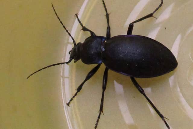 4. Ground beetle (Carabidae)