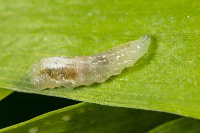 5. Hoverfly larvae (Syrphidae)