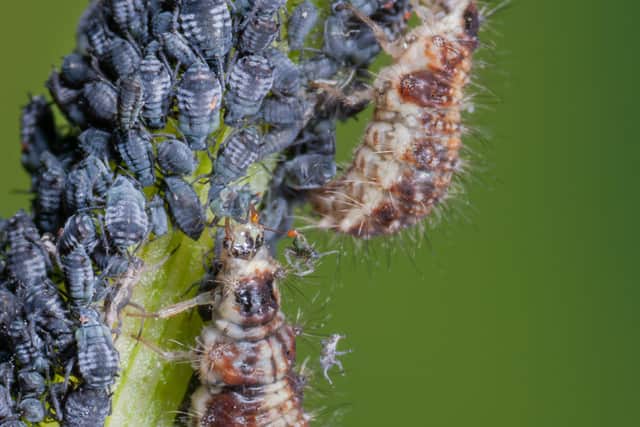 6. Lacewing larvae (Neuroptera)