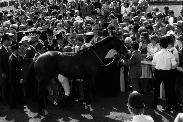 Shergar’s racing career was guided by Sir Michael Stoute, who sent him out to win six of his eight races, taking the Sandown Classic Trial by 10 lengths and the Chester Vase by 12 on the way to Epsom, where he started a 10-11 chance and won in a stroll.