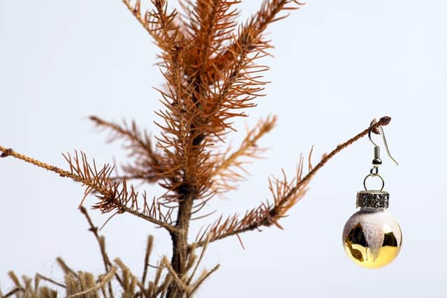 What happens to real Christmas trees if they are left up for too long?