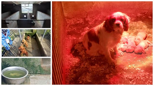 Over 70 dogs and puppies were found in “intolerable and extreme” conditions PICTURES: ISPCA