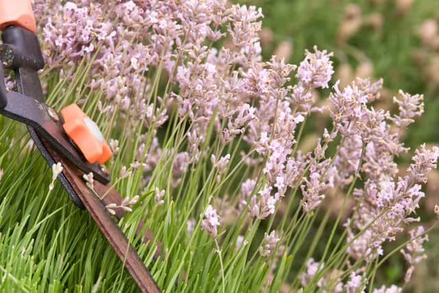 For lavender and other low-growing hedges