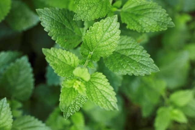Lemon balm