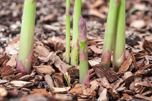 “Asparagus crowns are expensive. I put quite a few in and it cost quite a lot of money, and it takes a few years before you can crop properly from them. But then (I got) nothing.