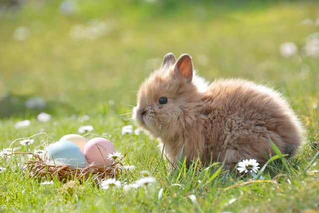 If the rabbits aren't enough to tempt you, all kids who take part in the treasure hunt will receive a chocolate egg! 