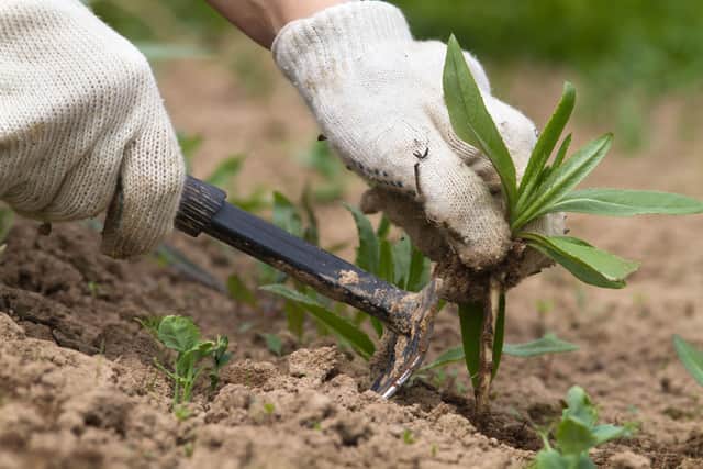 One of the most important overall gardening jobs you should focus on, regardless of whether it’s your flowering beds or your vegetable patch, is weeding, says Domoney.