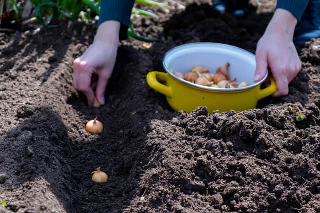 There are plenty of gardening tasks you can start this time of the year in your vegetable patch, suggests Domoney. “Now is the perfect time to plant onions, shallots and garlic sets – you can do this successionally to produce batches of this crop throughout the year.”