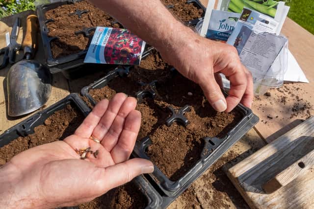 With flowers starting to make their appearance, there are several ways you can ensure consistent flowering, advises Domoney.