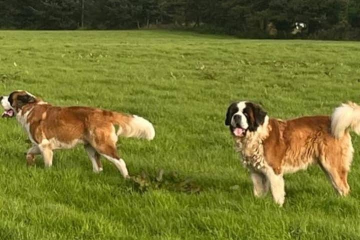 Henry Shefflin's two St Bernard's