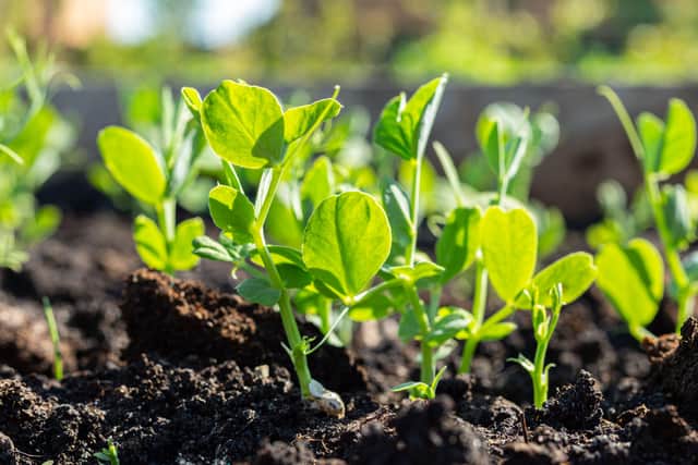 1. Pea shoots