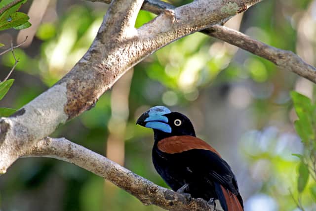 10. A rare bird is protecting a new species