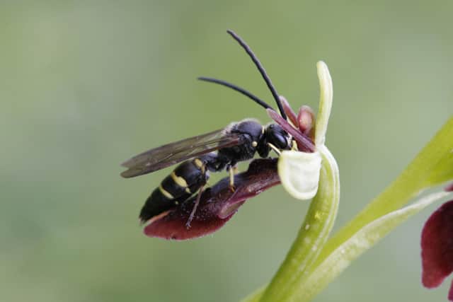Many orchid species have evolved to trick pollinators into falsely believing they will receive a reward from the flower during pollination. For example, the fly orchid (Ophrys insectifera) and its relatives produce flowers and scents that mimic female insects.