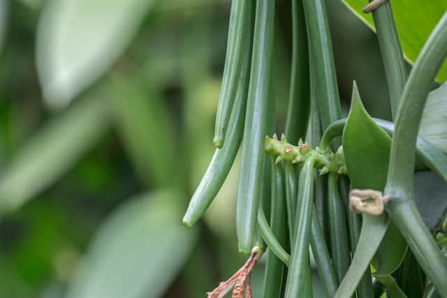 9. Some orchids are edible