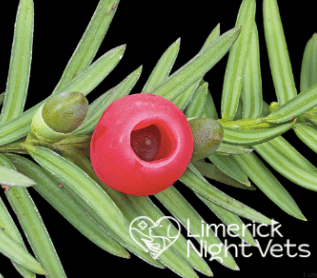 Throughout autumn and winter, we receive many calls to both Rockhall Veterinary and Limerick Night Vets involving animals (mostly dogs) ingesting red berries and acorns, whilst on a walk or in the garden.