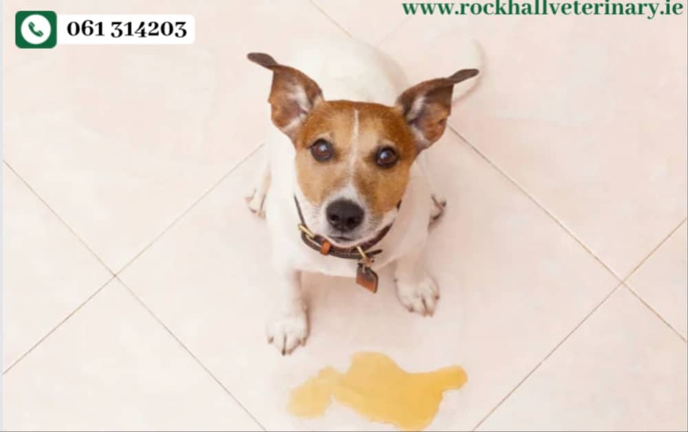 Weekly Wag - caring for your pet: Part 2