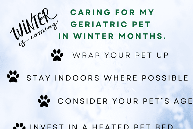 How do I care for my geriatric pet in the winter months?
