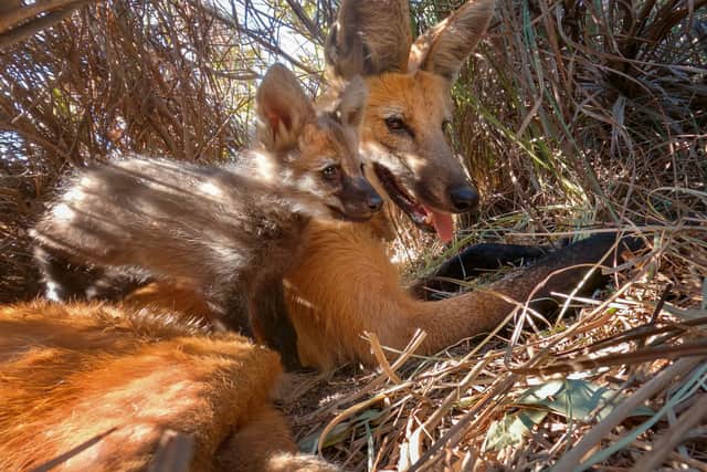 The area is the “richest grassland on Earth” and home to the “thousands of species of plants and animals found nowhere else” including the rare, fruit-eating maned wolf, according to the BBC.