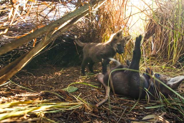 After filming ended, the mother maned wolf and two of her three puppies that featured in the programme were found dead on neighbouring farmland having drowned in drainage ditches used to feed the crops, the BBC said.