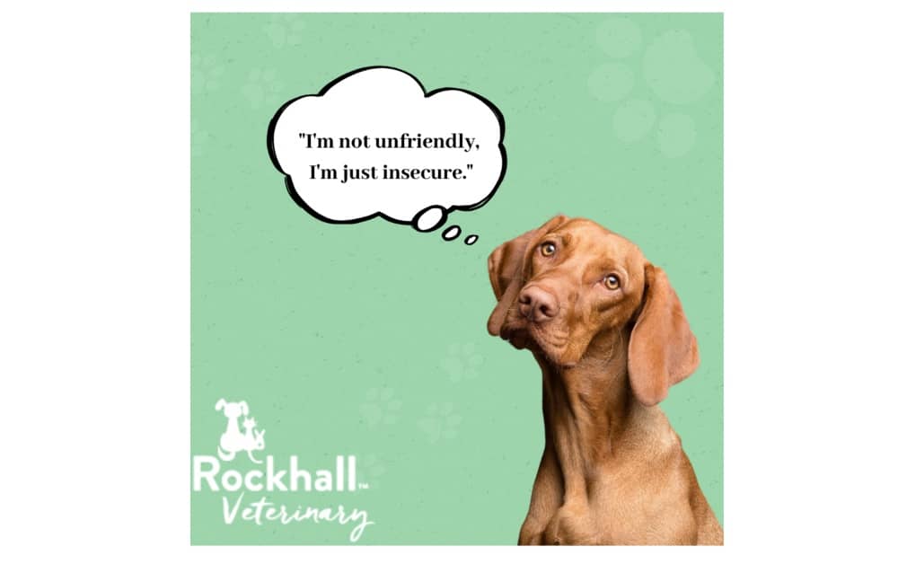 Weekly Wag - Building confidence in dogs
