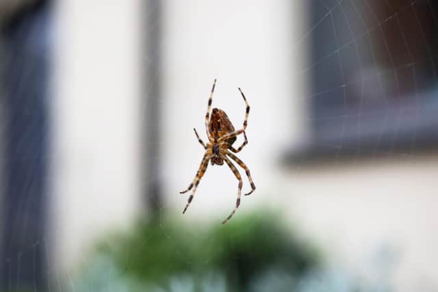 “This is when we tend to see more spiders as the males leave their webs to look for a breeding partner and a dry place to copulate – after mating, many male spiders die, and others will be eaten by the female,” Blackhurst says.