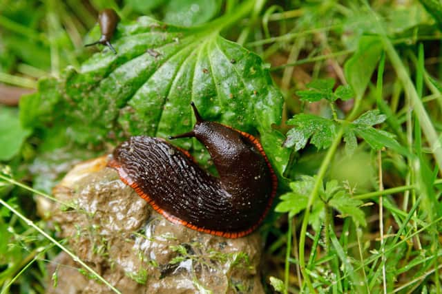 Slugs are a pest in gardens all year round, but mild, wet weather in autumn provides the perfect conditions for them to thrive, says Robert Collins, pest control expert at MyJobQuote.co.uk.