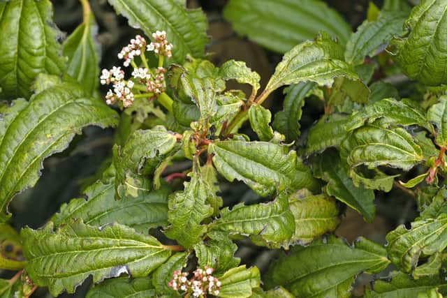 Although vine weevil beetles do their worst during spring and summer, the young grubs can cause much more damage over autumn and winter, warns Collins.