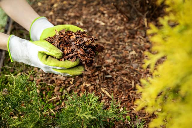 Mulch your plants