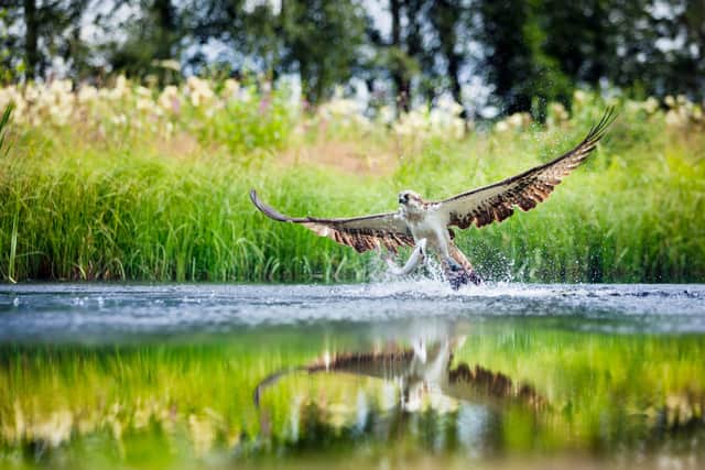 The project has been led by a highly experienced NPWS team, headed up by Divisional Managers Dr Phillip Buckley and Eamonn Meskell, who also led and delivered the ongoing and highly successful White-tailed Eagle Reintroduction Programme in Ireland. The experience gained and knowledge acquired during the Eagle programme will be of great benefit to the Osprey Reintroduction Programme.