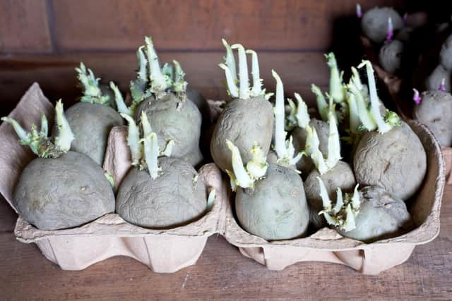 Chit the seed potatoes