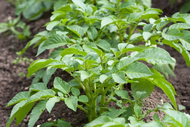 Planting know-how