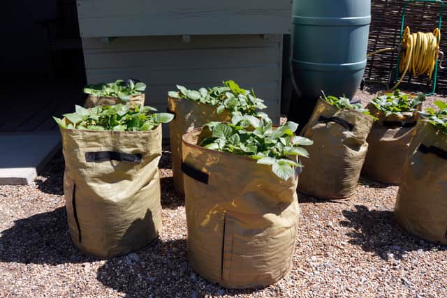 If planting in large pots…