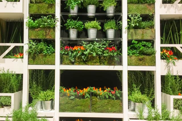 “Create tiered shelving, in which case the easiest things to grow are microgreens and pea shoots and rocket,” says Mark Ridsdill Smith, author of The Vertical Veg Guide To Container Gardening (Chelsea Green). “All the salads, plus herbs, would grow on shelves or on the rungs of an old ladder. That could be very productive in a small space.