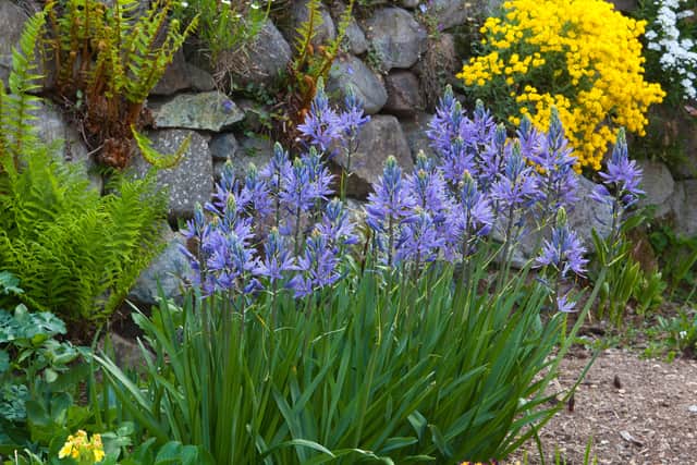 3. Camassia