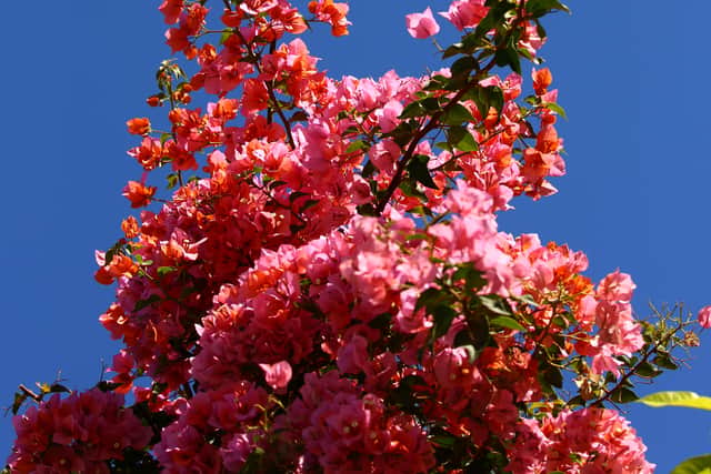Bordering Portugal to the west and stretching all the way to Almeria and beyond, Andalusia is the second largest region in Spain, with a gloriously long Mediterranean coastline to entice and enchant travellers. Protected by the Sierra Blanca mountains to the north and lying in the heart of the Costa del Sol, Marbella enjoys 325 days of sunshine on average each year, while winter days often exceed 20 degrees Celsius.