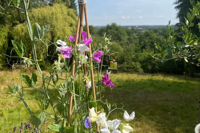 What’s your garden like?