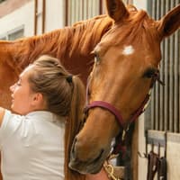 Godolphin Ireland is now hiring an experienced Yearling Groom