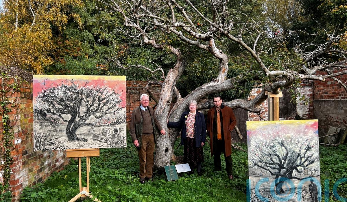 Campaign launched to support original Bramley apple tree Cork Live
