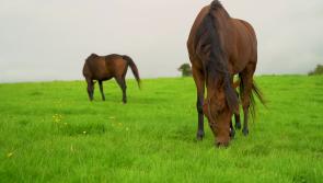 Horse racing in Limerick and Clare generates &euro;126m to the economy.