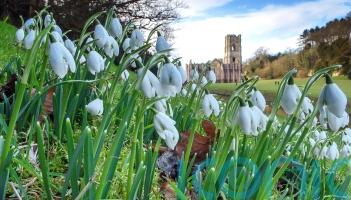 Top gardens to view snowdrops this winter