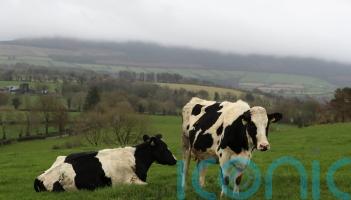 Martin calls for China to accept Irish beef