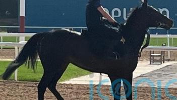 Comanche Brave tuning up nicely for Abu Dhabi tilt