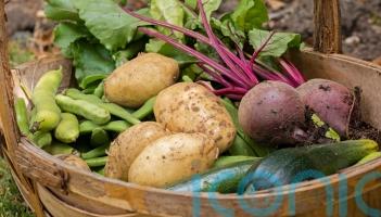 Plan ahead for grow-your-own veg all year round